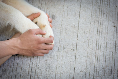 High angle view of hand holding cat on floor