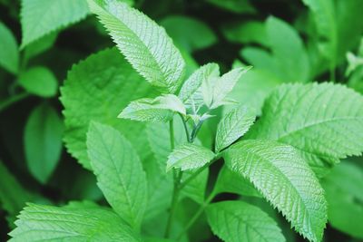 Close-up of green leaves
