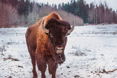 A bison stands on the snow of a winter field with a forest on the background, frontal view