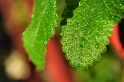 Close-up of wet plant leaves