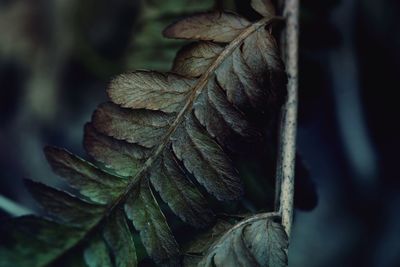 Close-up of dry leaf