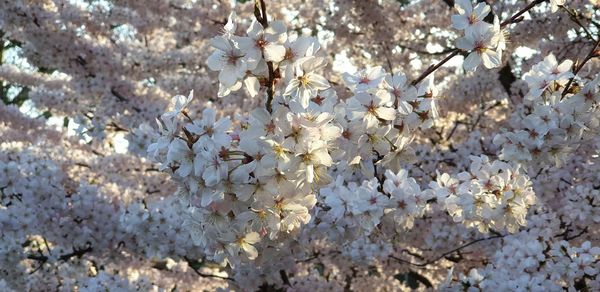 Low angle view of white cherry blossom