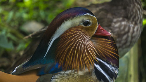 Close-up of duck