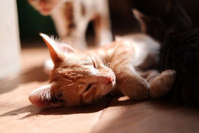 Close-up of cat sleeping