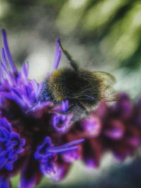 Close-up of purple flower