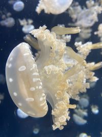 Close-up of jellyfish swimming in sea