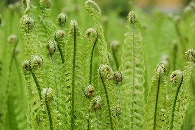 Field of fern plants