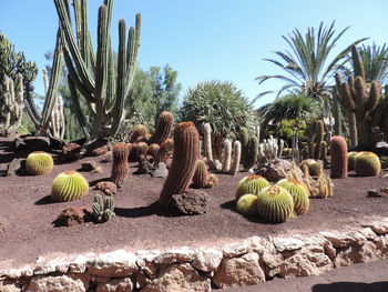 Cactus plants growing on land against sky