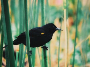 Close-up of bird perching on a plant