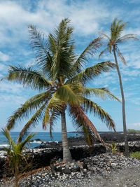 Low angle view of palm trees against cloudy sky