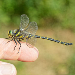 Close-up of insect on hand