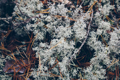 High angle view of snow covered plants on land