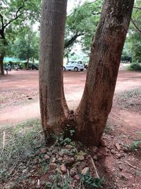 Trees in park