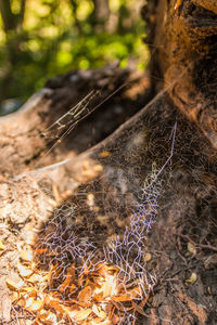 Close-up of lizard on tree trunk