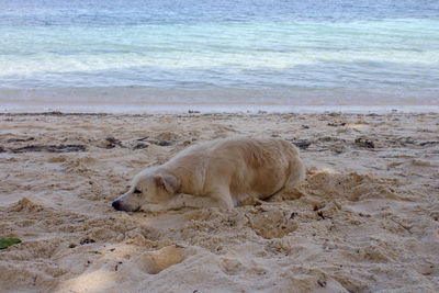 Dog resting on sand by beach