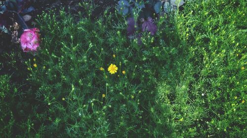 Close-up of flowers blooming on field