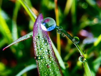 Close-up of raindrops on leaf