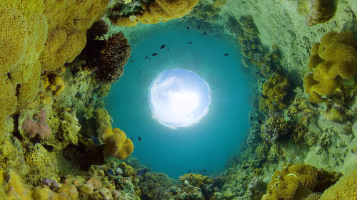 Underwater scene coral reef. tropical underwater sea fishes. philippines.