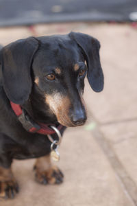 Close-up portrait of black dog