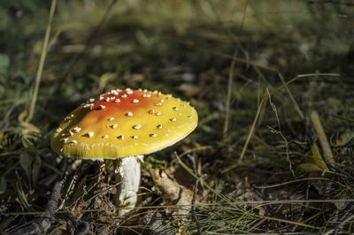Close-up of mushroom growing on field