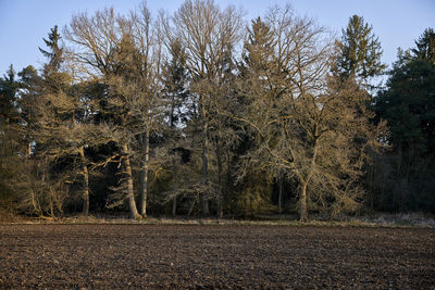 View of trees on field against sky