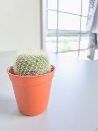 Close-up of potted plant on window sill