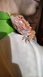 Close-up of a lizard on a hand