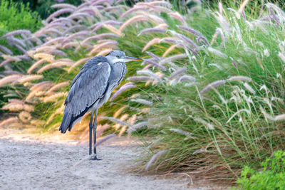 High angle view of gray heron perching on grass