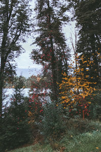 Trees in forest during autumn