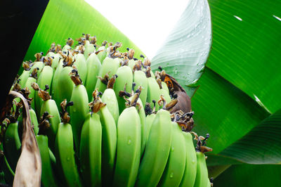 Close-up of insect on leaves