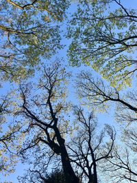 Low angle view of tree against blue sky