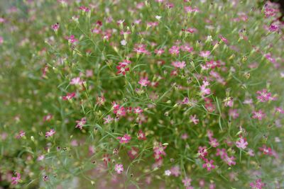 Close-up of pink flowers on field