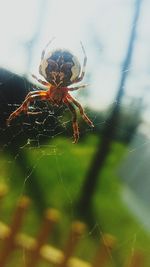 Close-up of spider on web