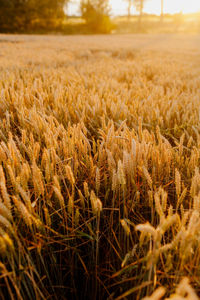 Close-up of wheat field