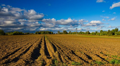 Scenic view of agricultural field against sky