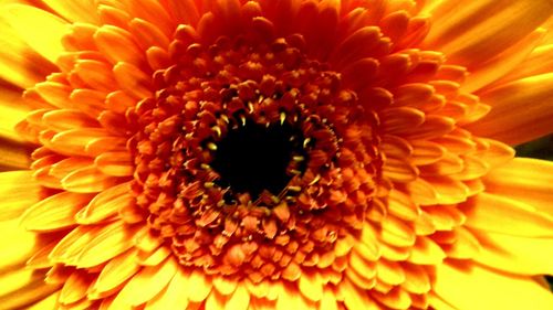 Close-up of sunflowers blooming outdoors