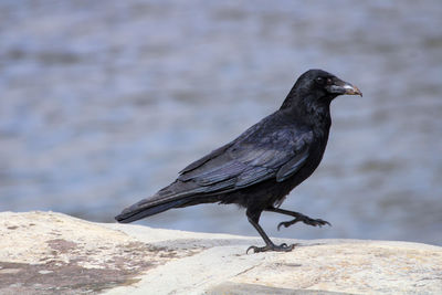 Close-up of bird perching on rock