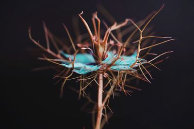 Close-up of flower against black background