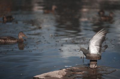 Seagull flying over lake