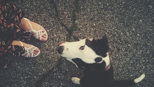 High angle view of a dog