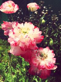 Close-up of pink flower