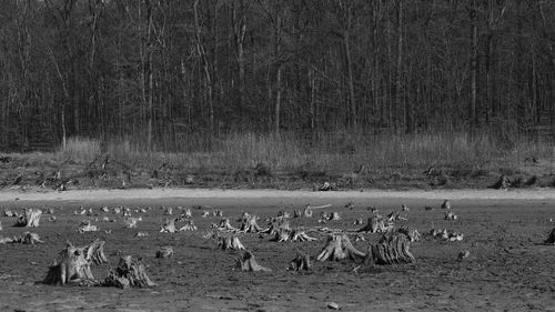 View of birds on field