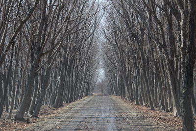 Footpath amidst trees in forest