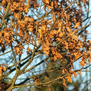 Low angle view of flowering plants on tree during autumn