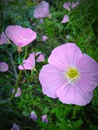 Close-up of pink flowers