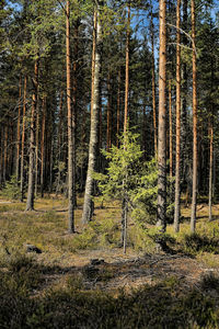 Trees in forest