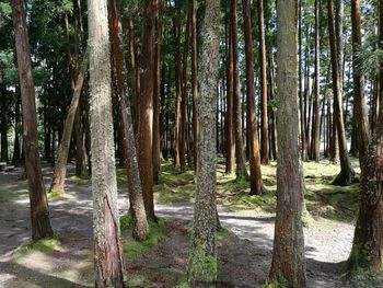 Trees in forest