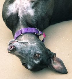 High angle view of dog lying down