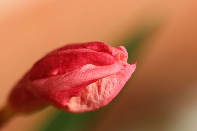 Close-up of pink rose flower