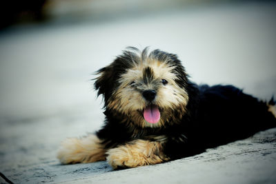 Portrait of dog sticking out tongue